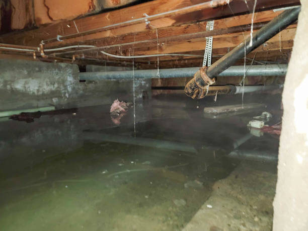 Best Flood damage cleanup  in Hammond, LA